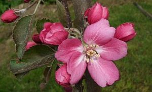 Apfelblüte Weirouge